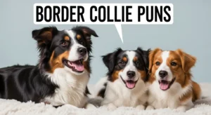 border collie puns