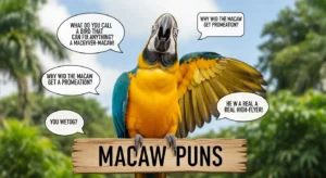 macaw puns