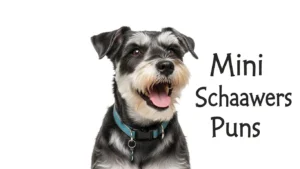 mini schnauzer puns