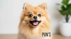 pomeranian puns