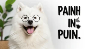 samoyed puns